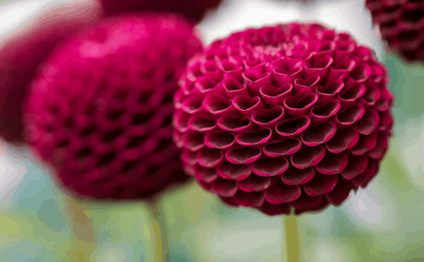 dahlias