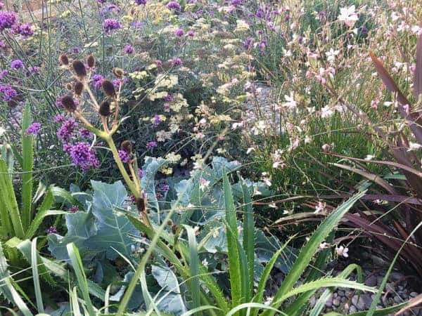 meadow planting