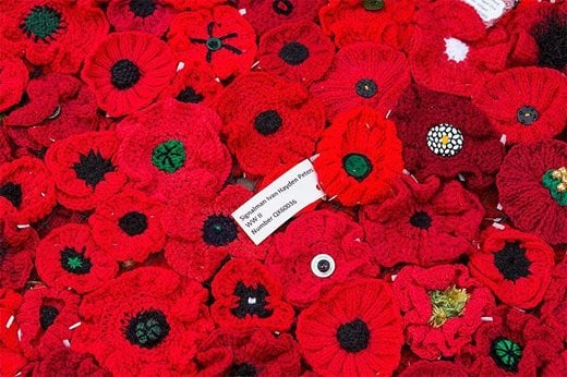 Poppy display chelsea flower show