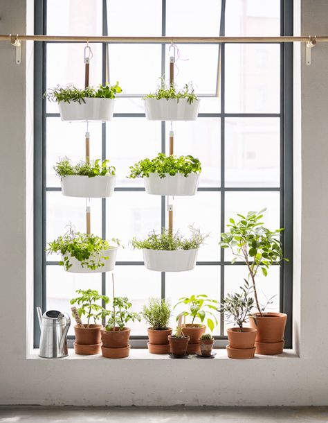 Windowsill Gardening