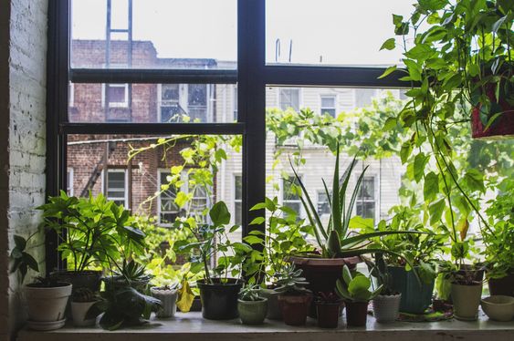 Windowsill Gardening