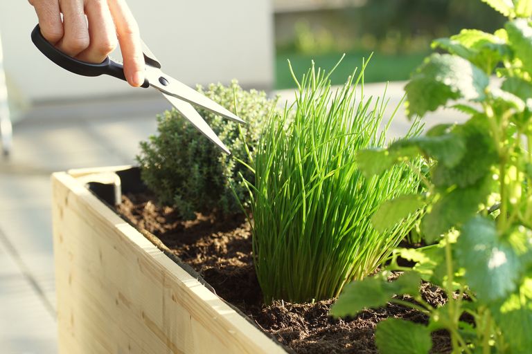 Raised Garden Beds