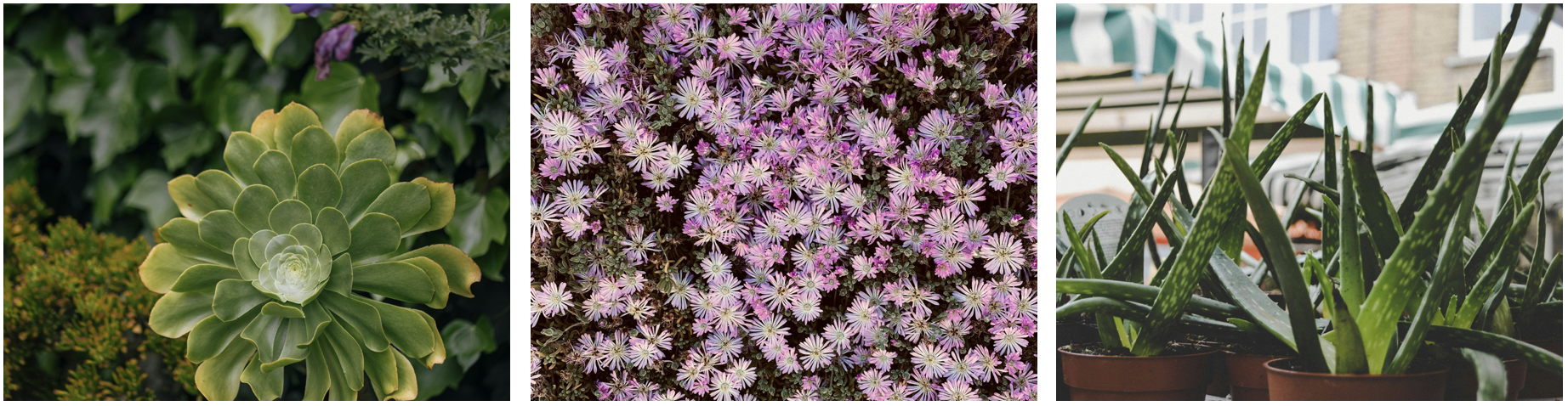 2024 Garden Trends and Ideas for Spring, drought-resistant plants
