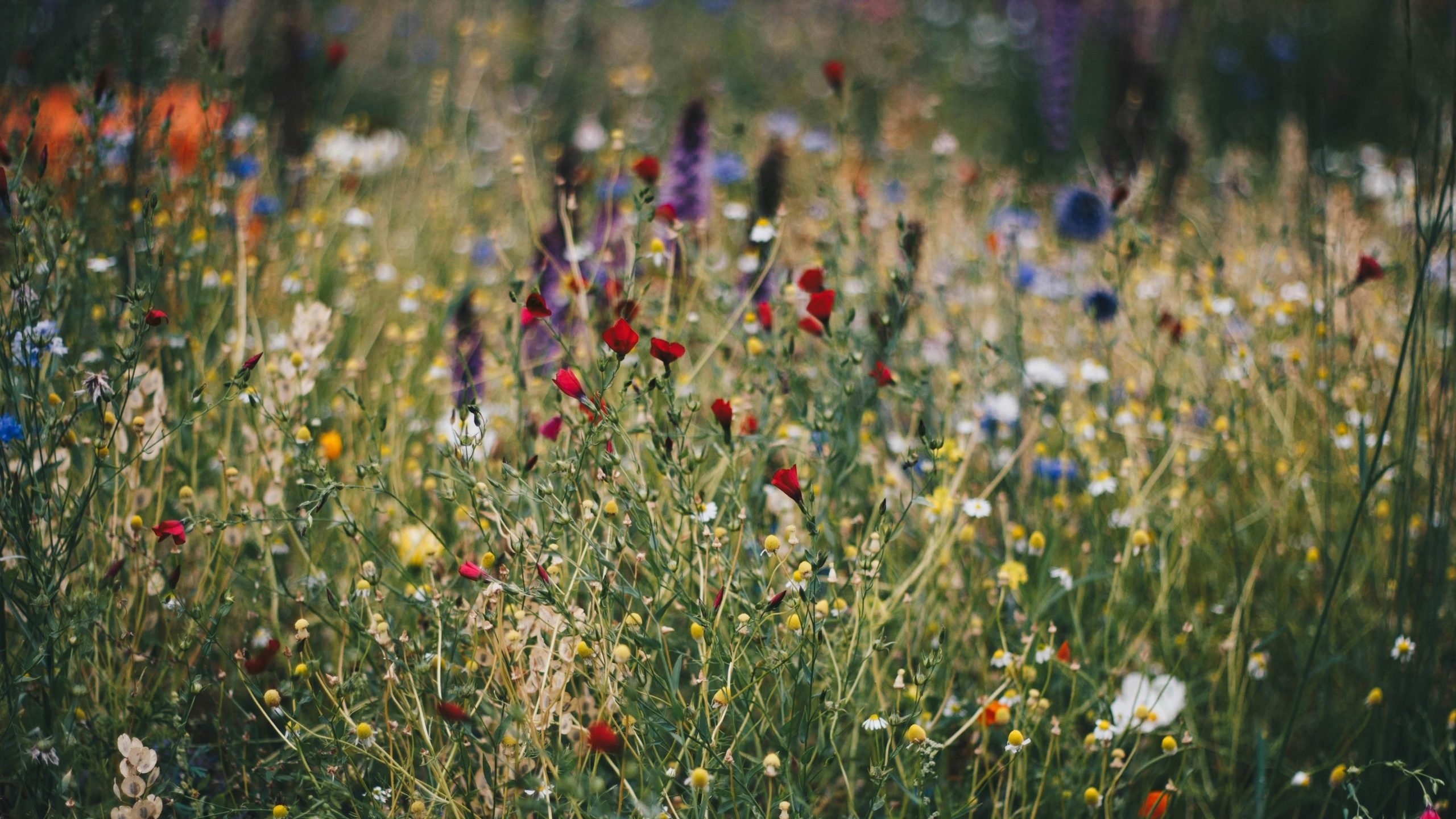 2024 Garden Trends and Ideas for Spring, pollinator friendly plants